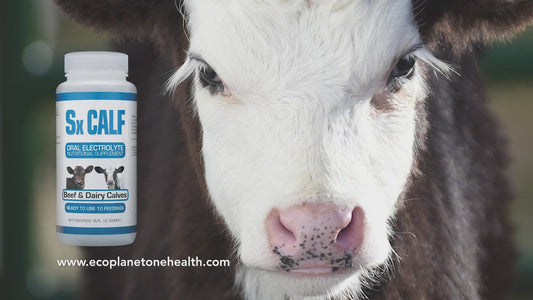 Sx Calf Oral Electrolyte